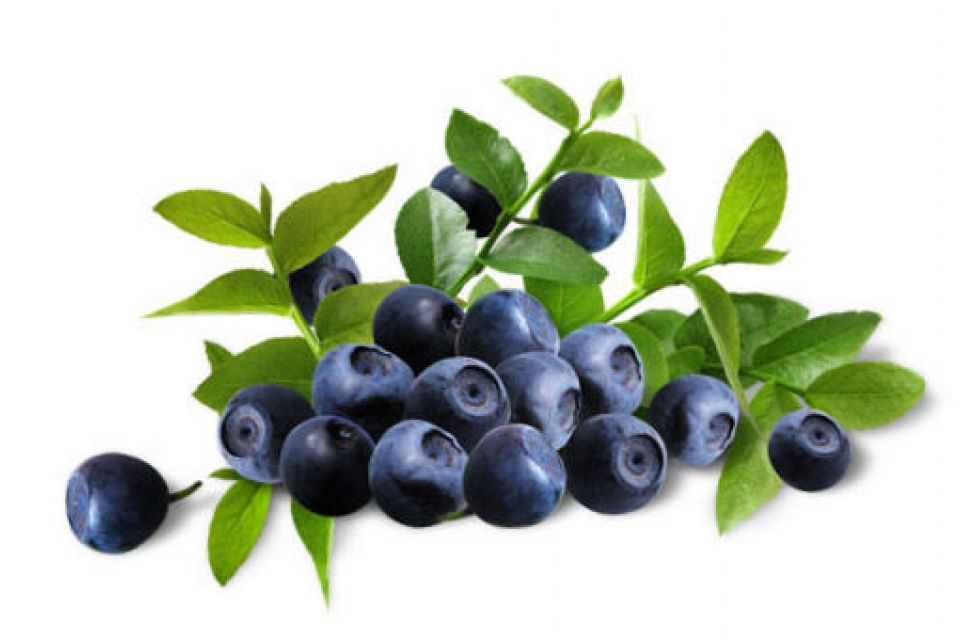 Image result for Bilberry