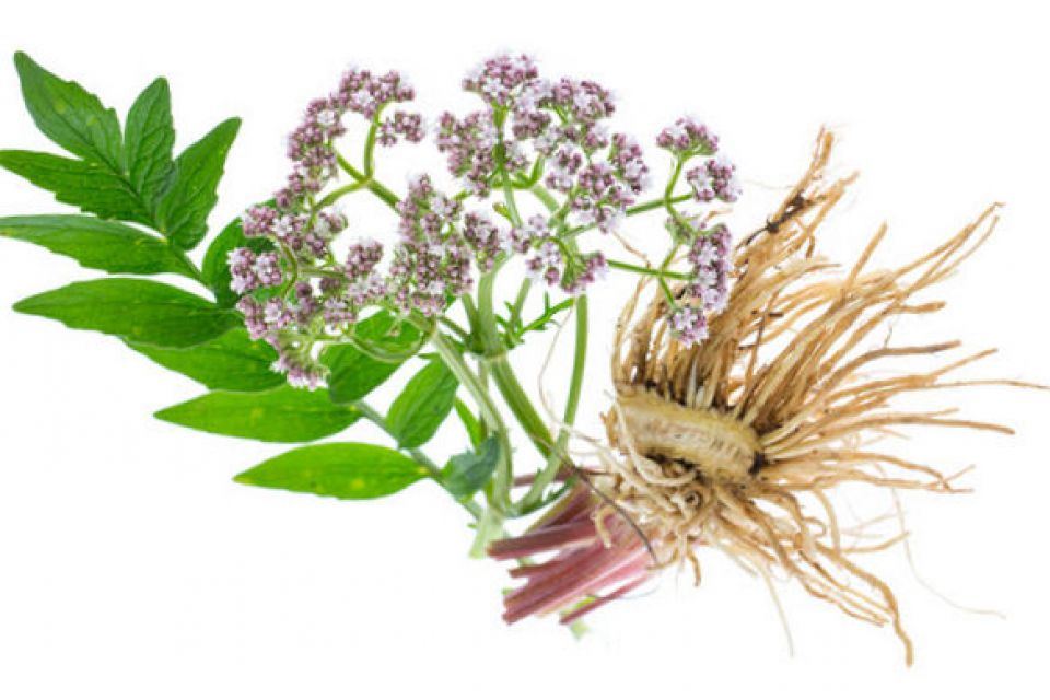 Valerian Root Health Benefits