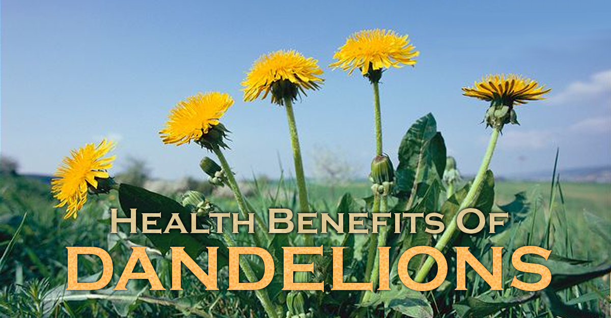 Health Benefits of Dandelion